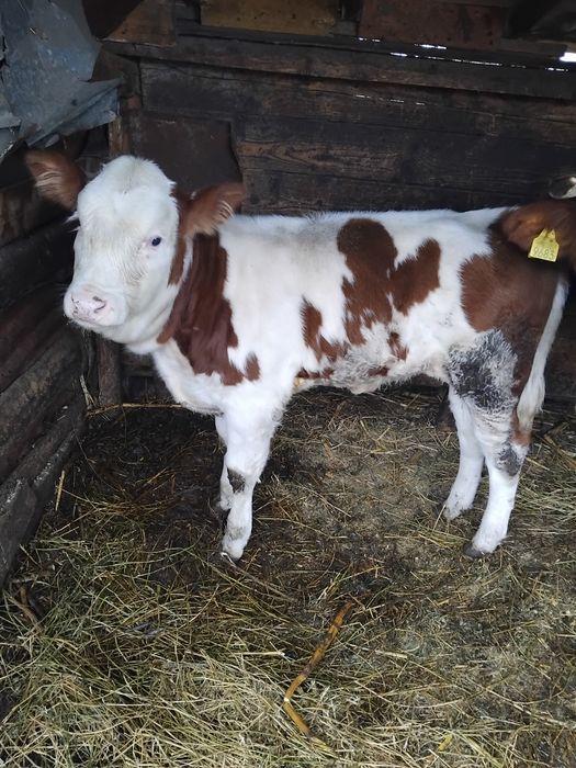 De vânzare vițică