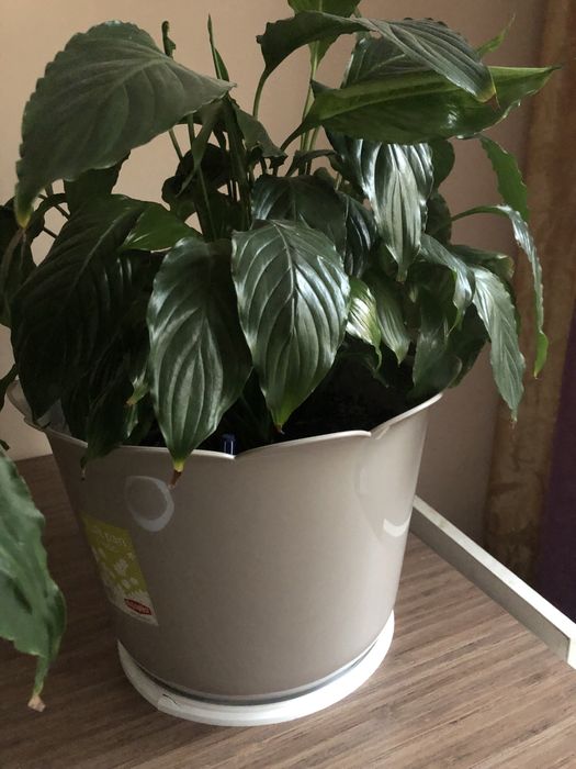 Цветы комнатные большие