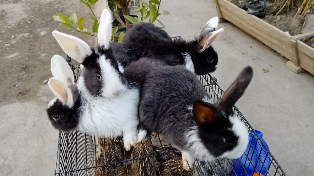 Parodali quyonlar pandacha