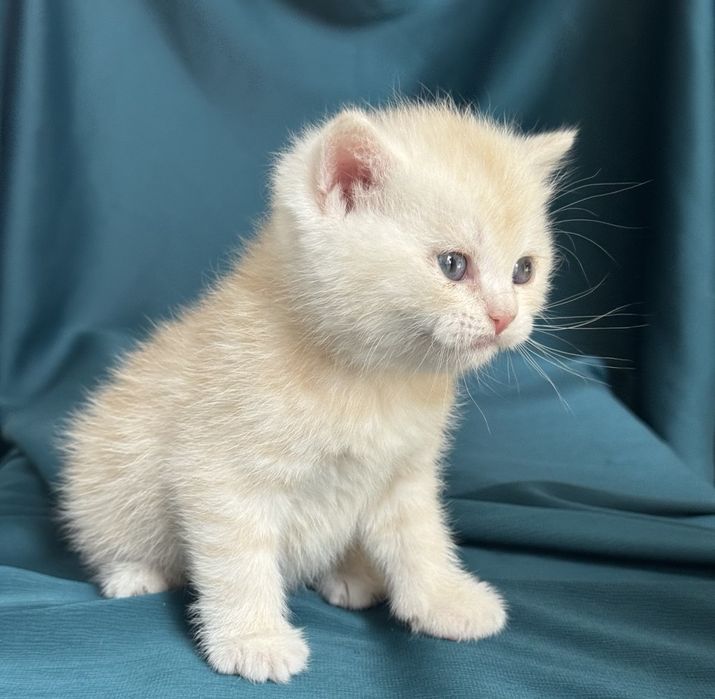 Продаются котята Шиншила чистой породы