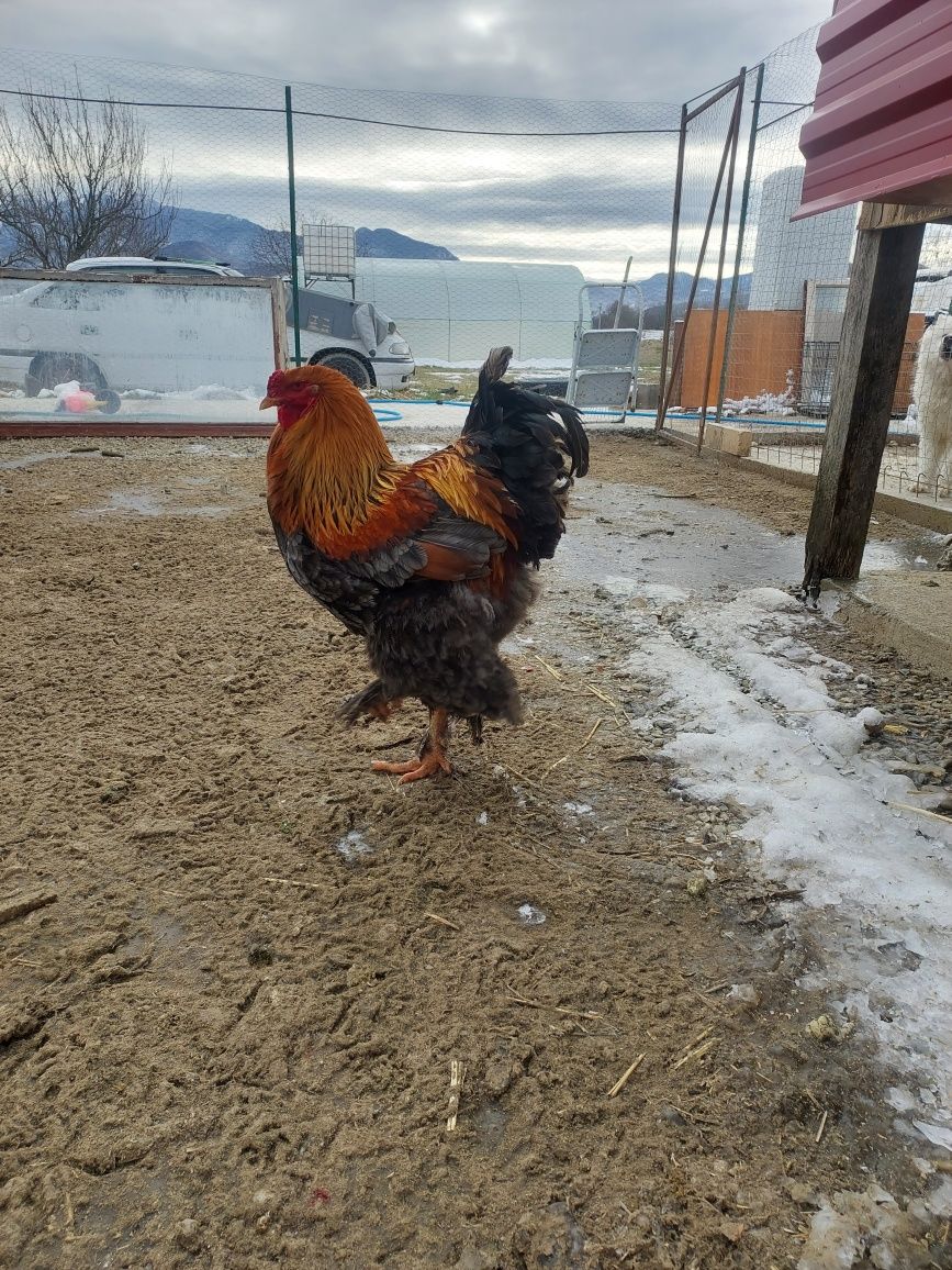 Oua de brahma pentru incubat