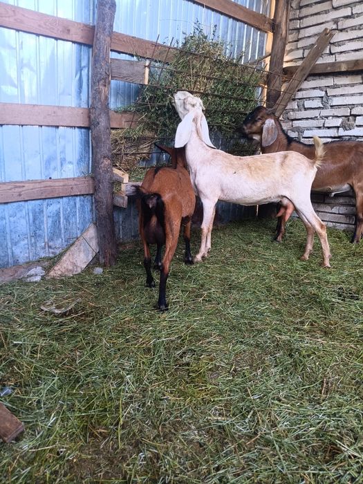 De vanzare capre si Țap