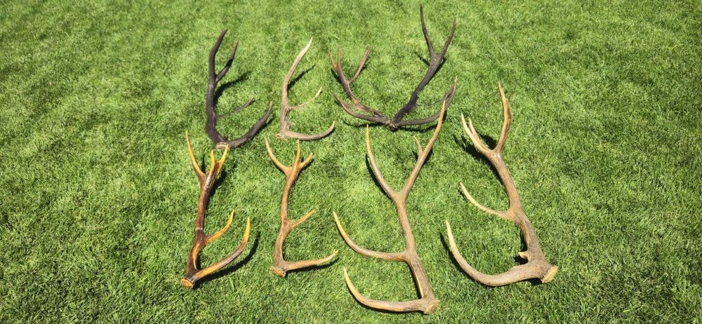 Vand perechi cerb carpatin+trofeu+coarne razlete.Vezi 8 poze atasate