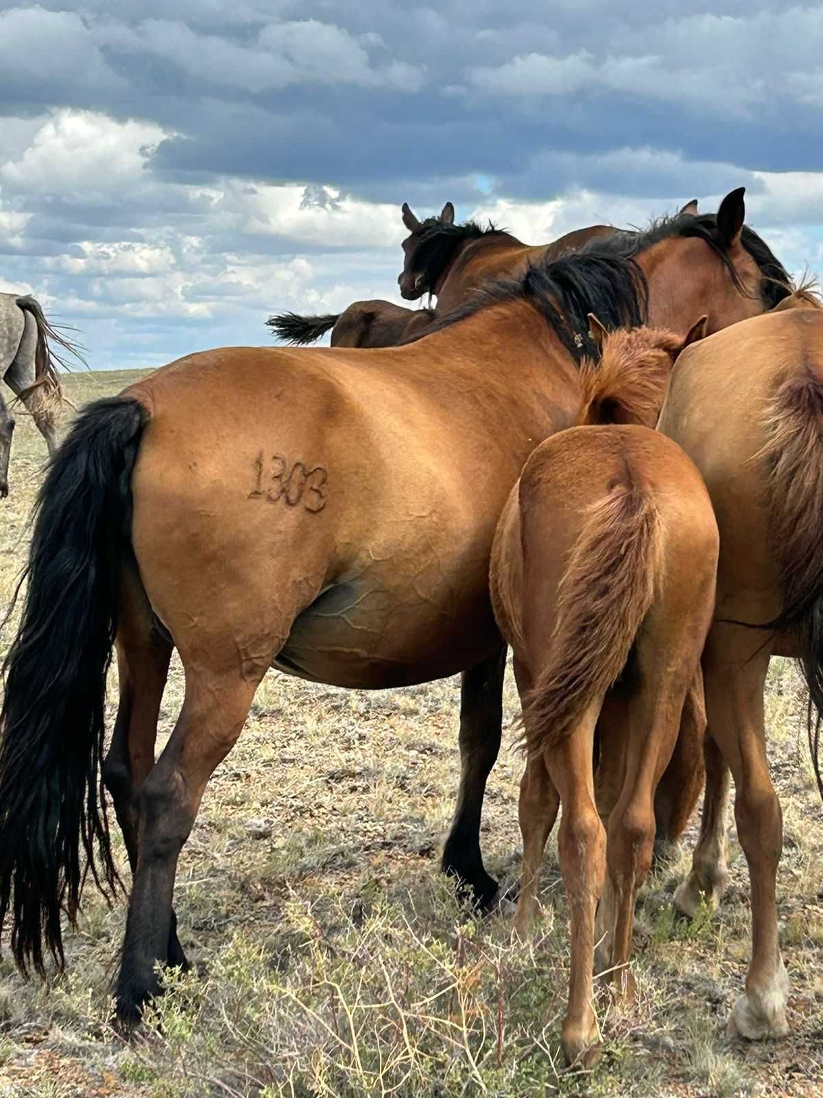 Продается  лошади