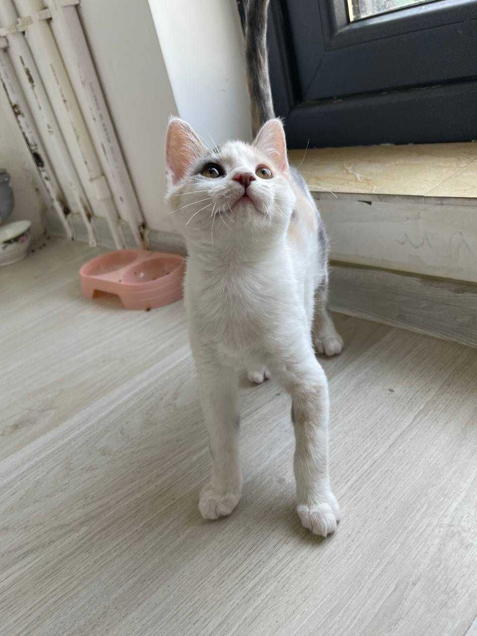 Ищем дом для милых котят!