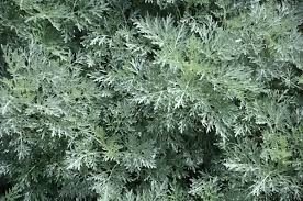 Frunze de pelin , uscate, pelin uscat