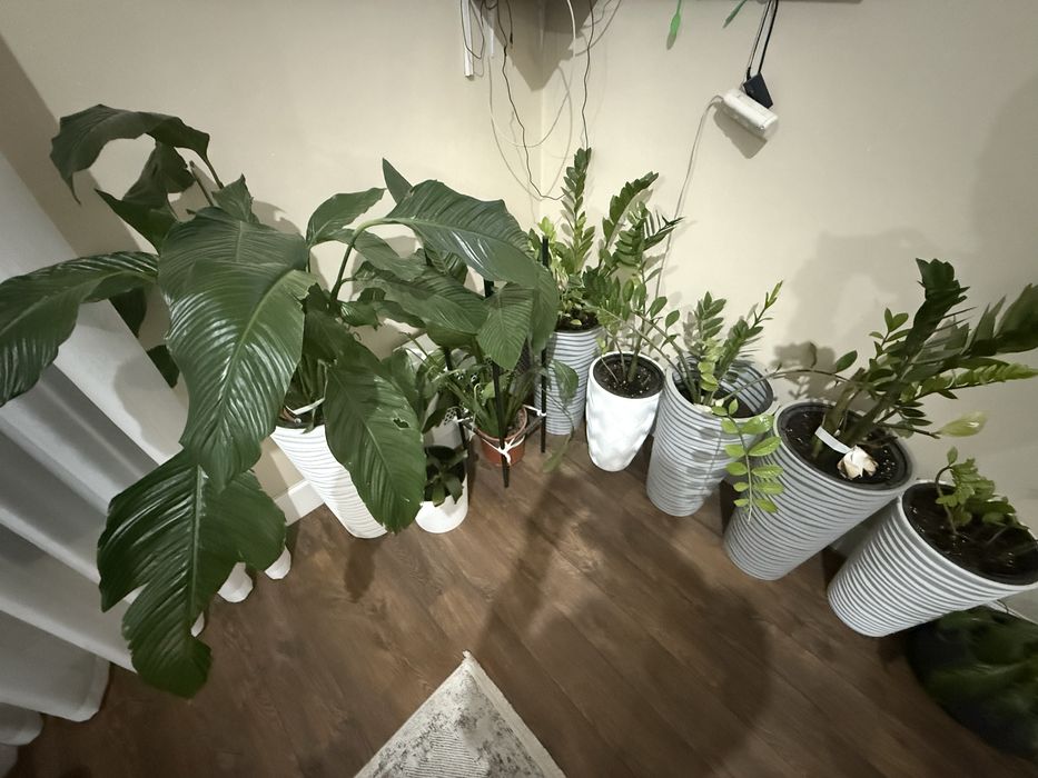 Гулдер сатылады келисим бар