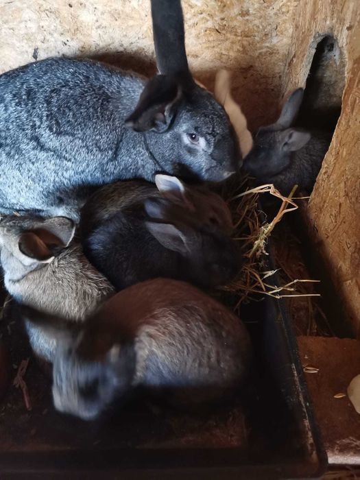 Vand iepuri urias german