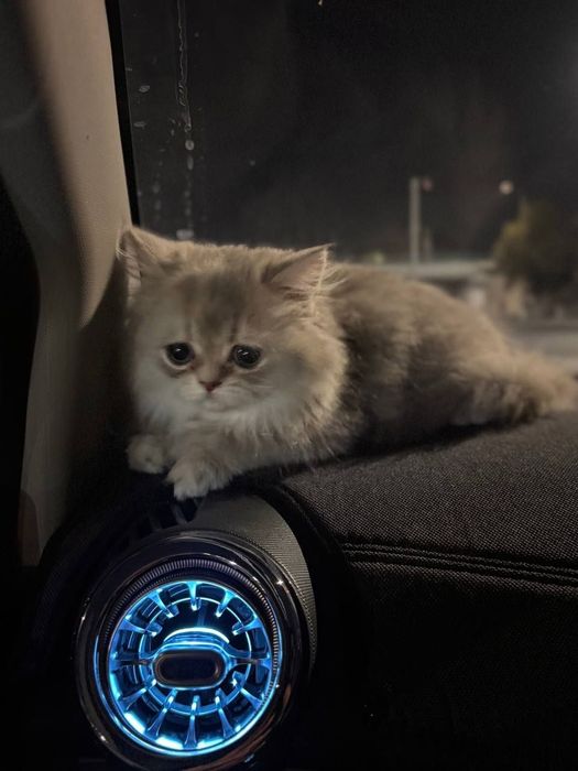 Кошка персидской породы