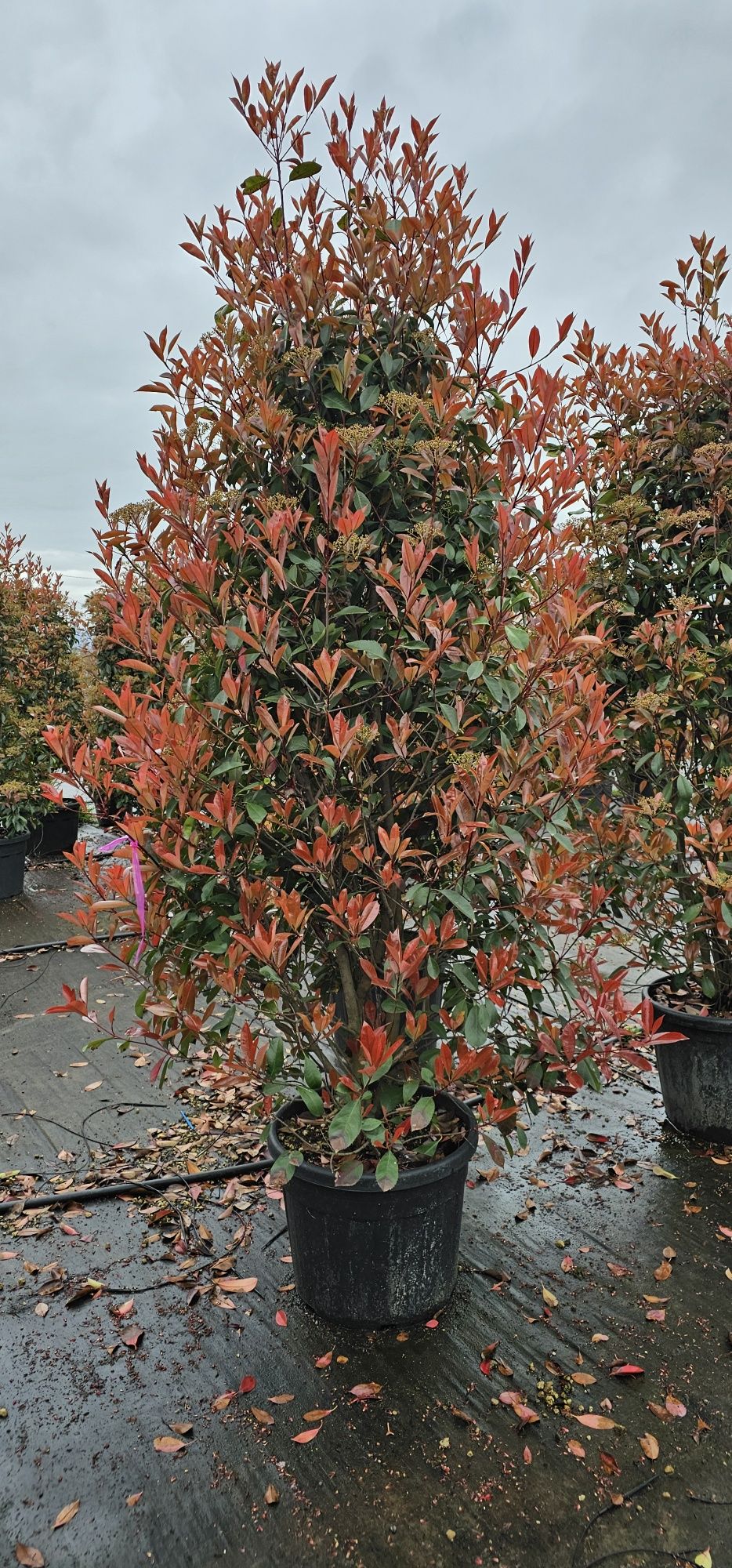 Photinia red robin tufa sau pe tija