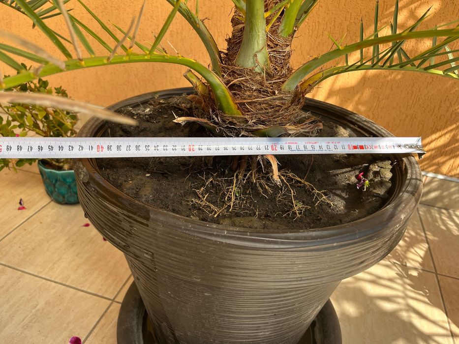 Vănd Palmieri 160 cm - ideal pentru terasă - grădina.