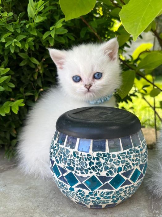 Pui pisica British Shorthair cu pedigree, alb cu ochi albaștri