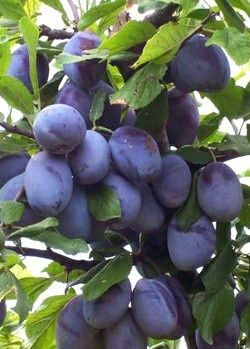 Vita de vie nobila soiuri negre de masa