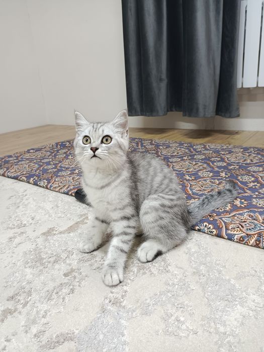 Отдам в добрые руки