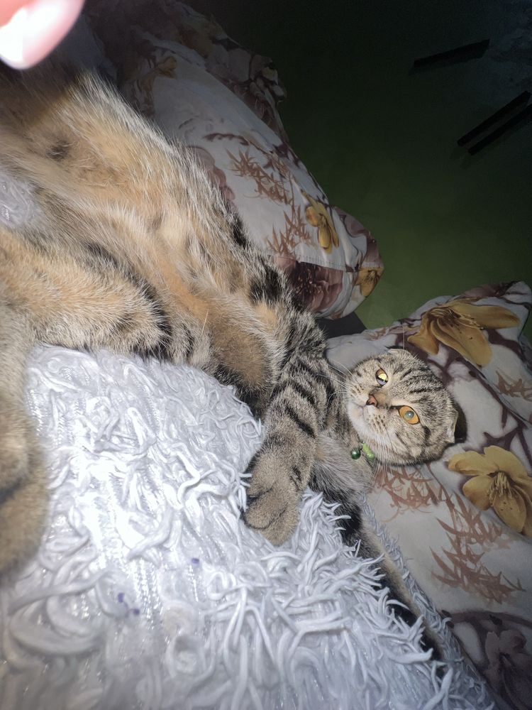 Отдам шотланскую кошку !