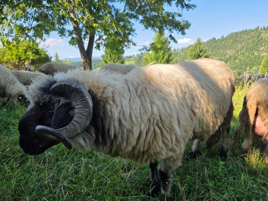 Berbec bucalau mior (2ani) de vanzare