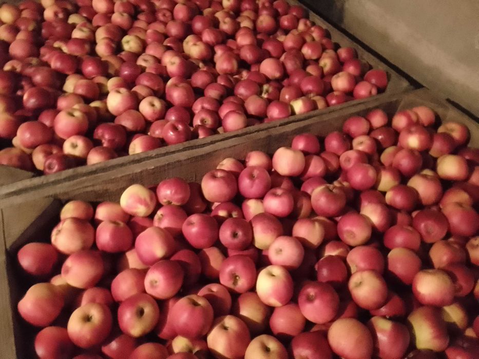 Vând, mere jonathan !