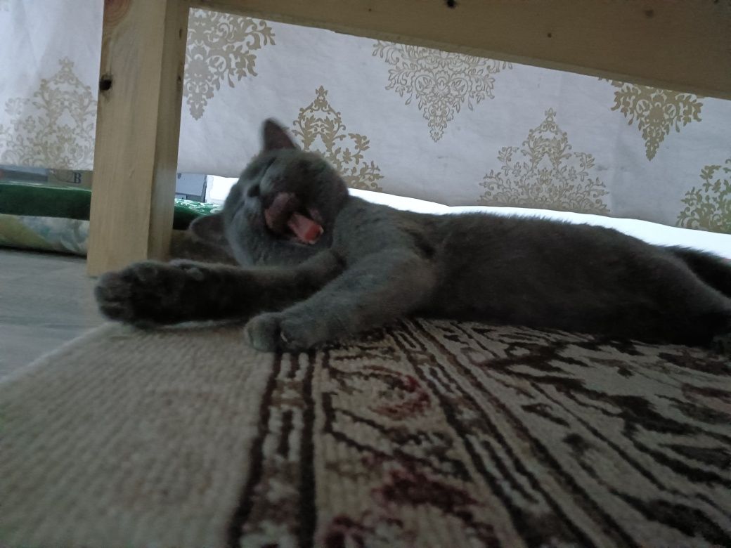 Кошка-мать со своими 3-месячными котятами