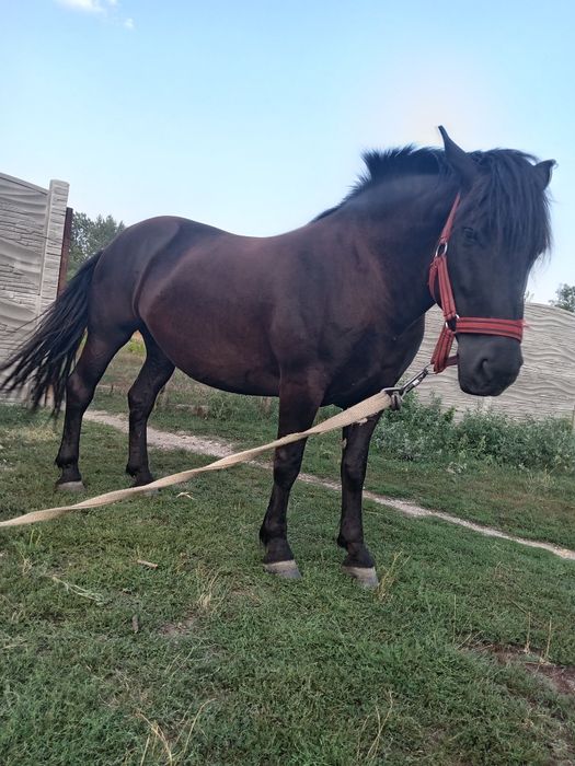 Iapă de 5 ani foarte cuminte