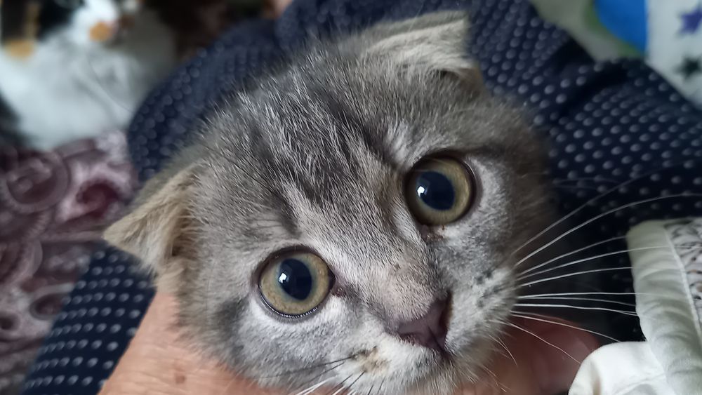 Котенка мальчика отдаю
