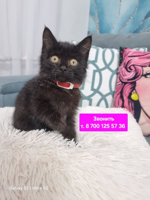 Малышка в поиске дома. Цена 3000 тг