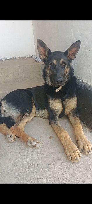 Щенки немецкий и восточной овчарки.