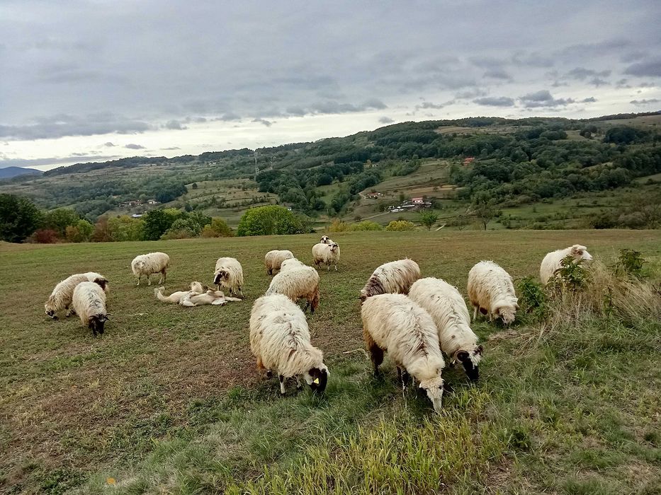 Oi și capre de vanzare