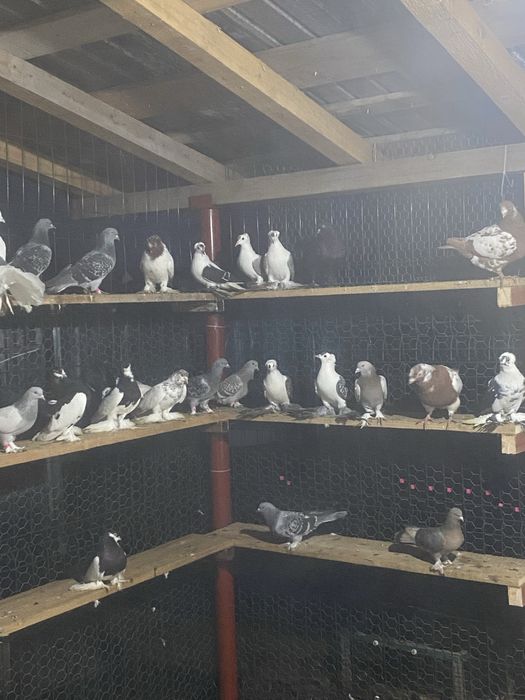 Vand diferite rase de porumbei