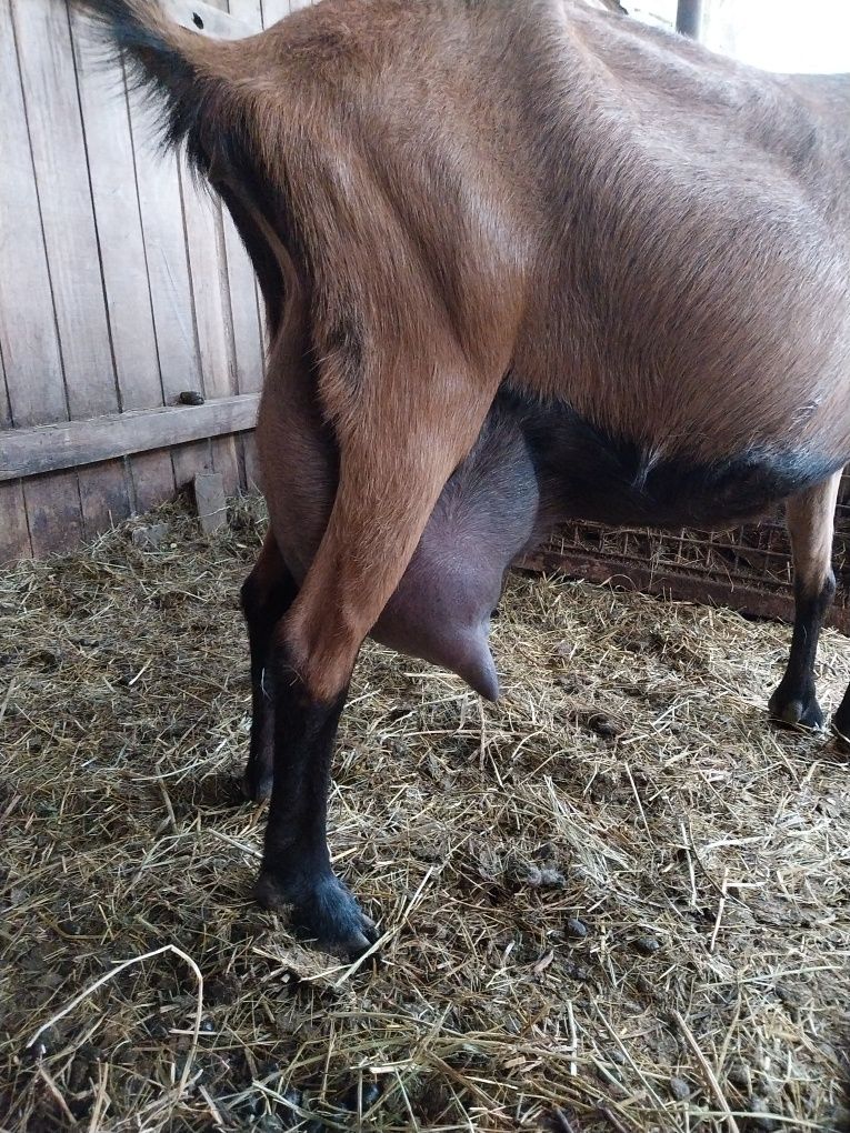 Vand o iada alpina franceza de anul trecut din capra de 7 8 litri  pe