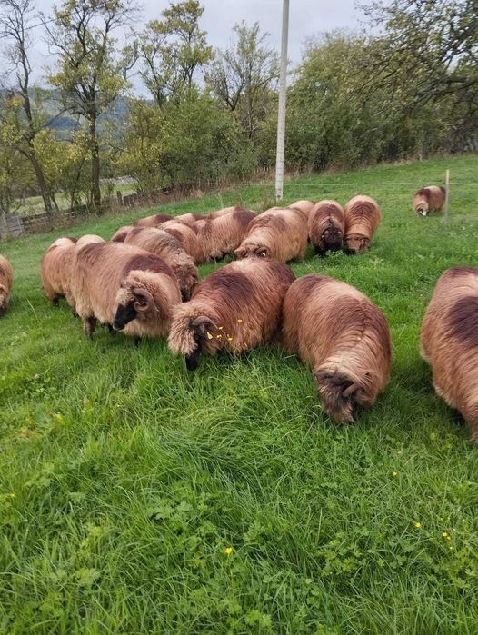 Ofer spre vânzare 18 oi țurcane