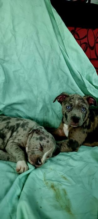 Puiuți American bully