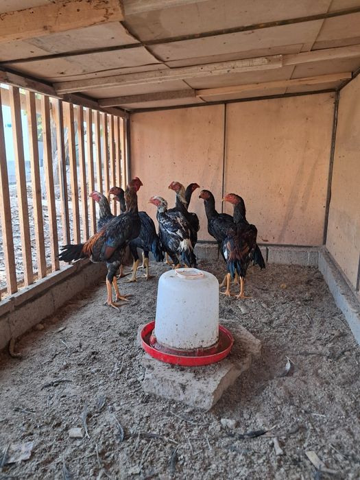 Дакан хўрозлар зоти яхши