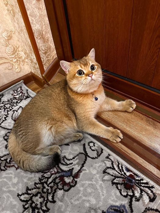 Взяка!! Британская золотистая шинишилла