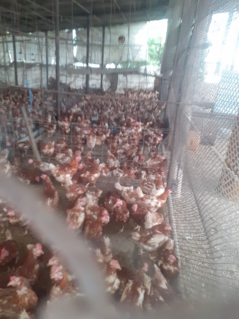 Gaini rosi ouatoare, virsta 11luni
