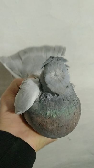 Продам голубей молодёжь