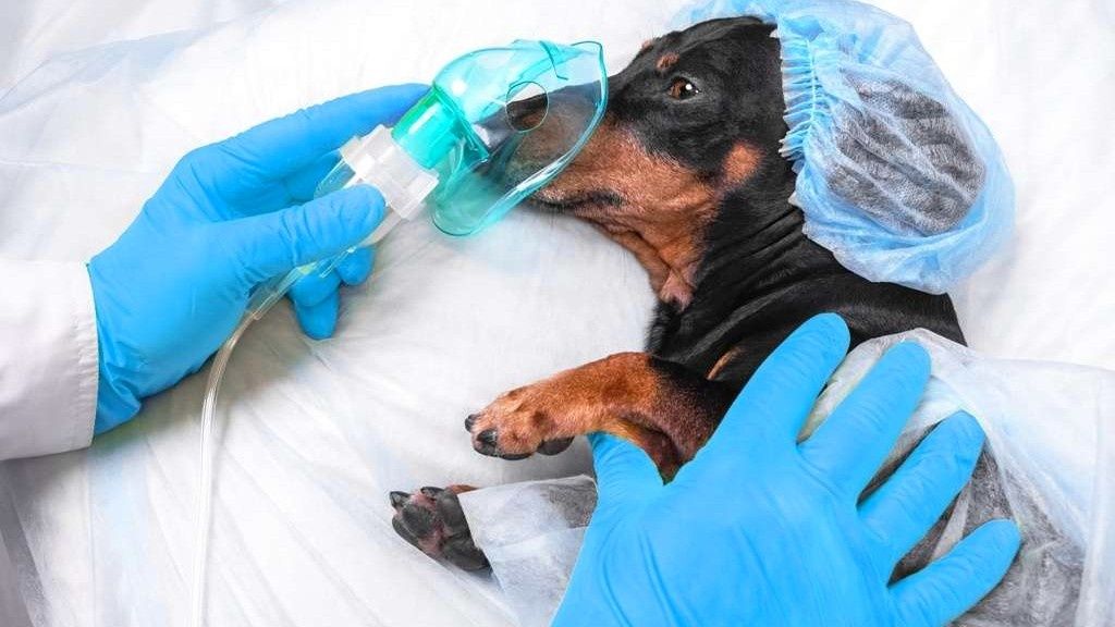 Veterinariya xizmati