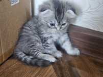 Scottish Fold toza qon