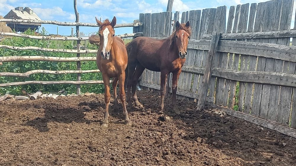 Тайлар сатылады.