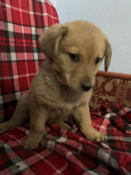 Dau spre adoptie 2 fete si un baiat are 2 luni