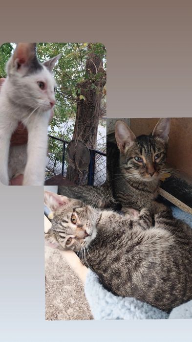 Котята  в добрые руки