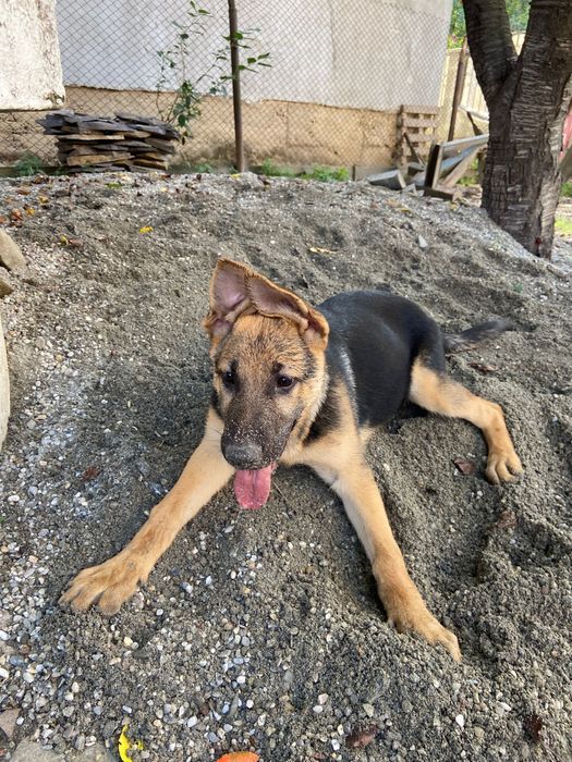 Pui Ciobănesc German