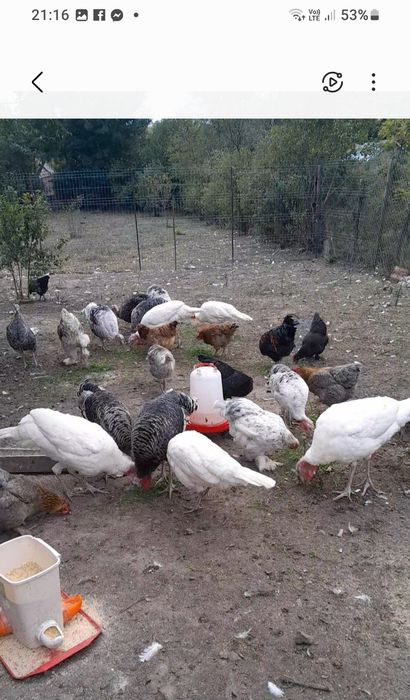 Păsări din Primăvară scoase la mama cloșcă crescute natural si oua