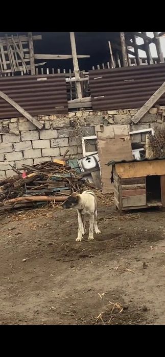 Сатылады төбет ит 1жасқа толмаған,бағасы 65мың саудасы бар