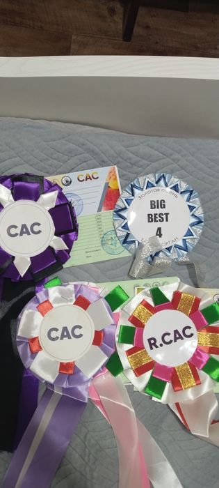 Предлагается к вязке кобель немецкой овчарки