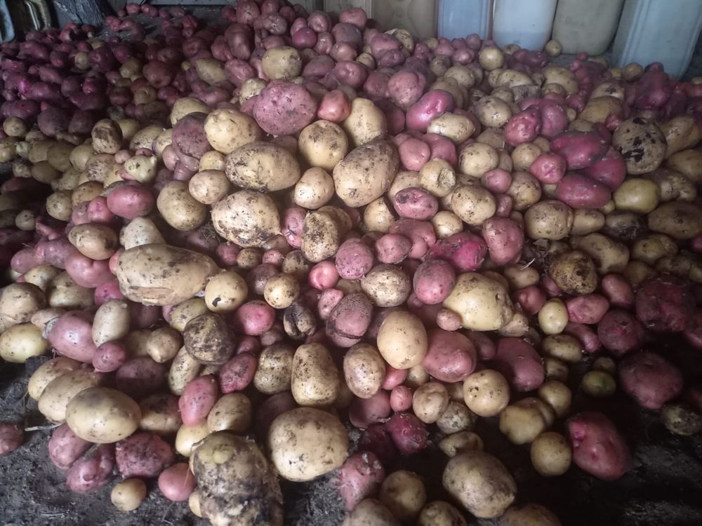 Продам картофель