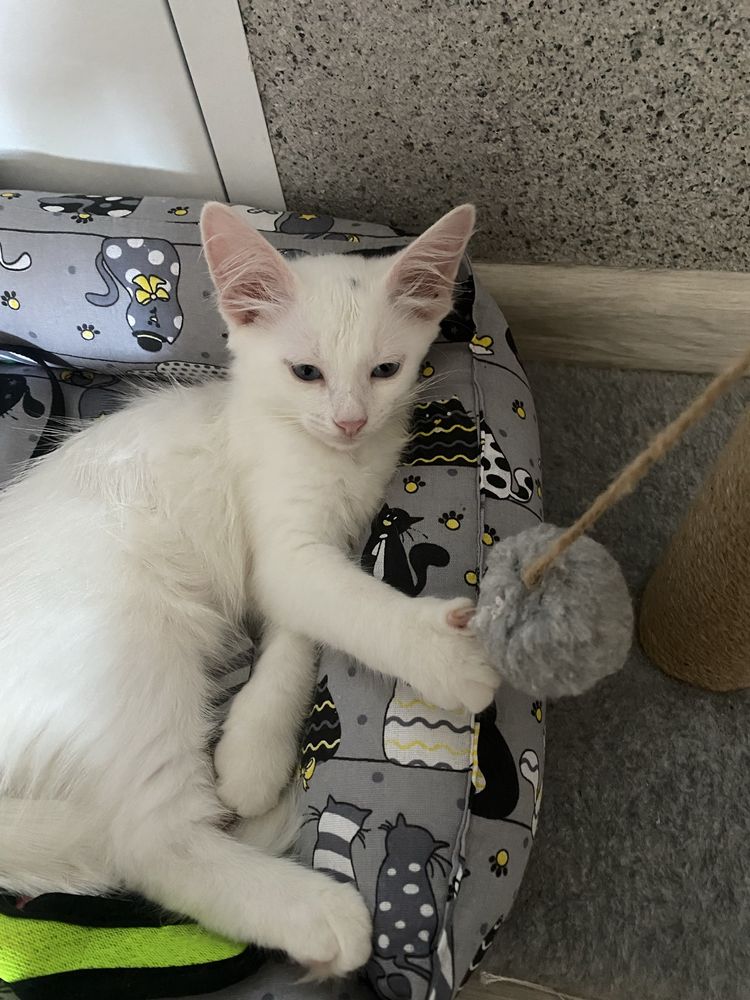 продается кошкаа