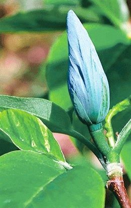 Magnolia blue opal