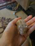 Vând hamsteri pitici