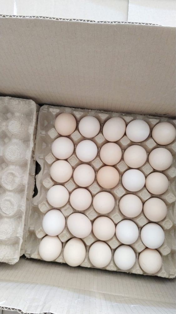 Свежее куриное яйцо оптом!