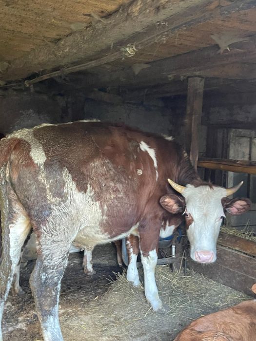 vand juninca de 1 an